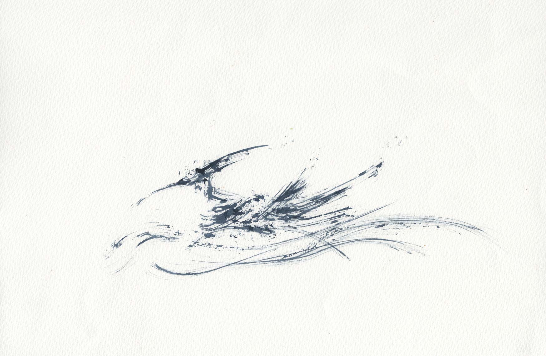 mergus_2013_msw054.jpg